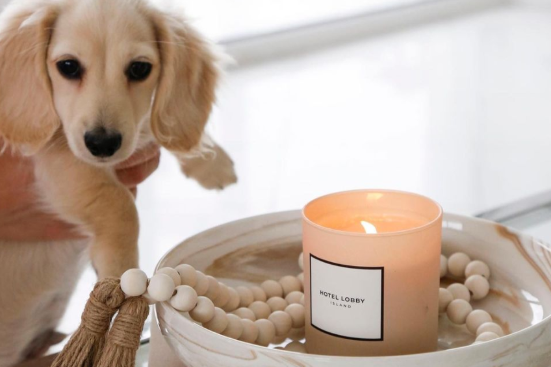 Are Candles Bad for Dogs?