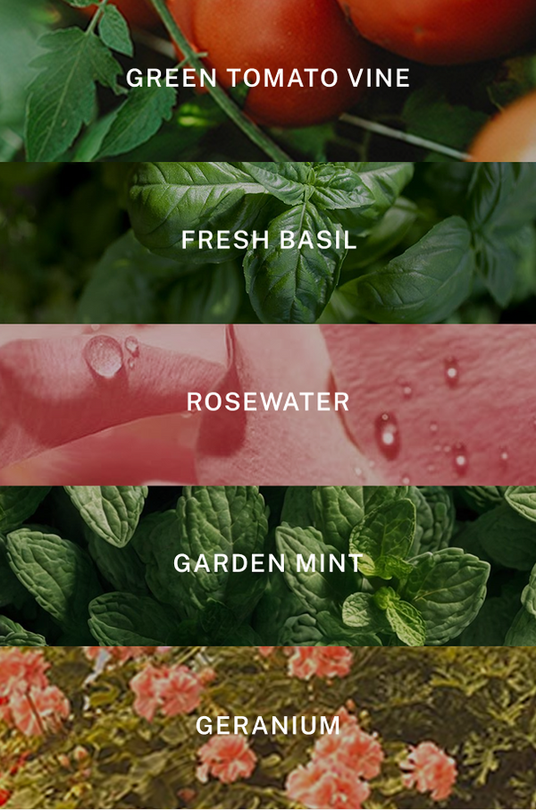 Hamptons Hand Cream - Scent Notes